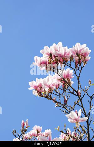 Blüte des Magnolienbaums in Deutschland im März Stockfoto