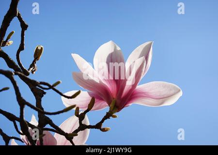 Hinterleuchtete rosa Magnolienbäume blühen vor klarem blauen Himmel Stockfoto