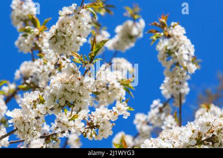 Blühende Kirschblüten auf einem Baumzweig Stockfoto