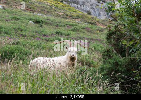 Kashmiri-Ziege auf dem Kopf von Great Ormes Llandudno in Nordwales, Großbritannien Stockfoto