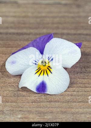 Nahaufnahme der gehörnten violetten (Viola cornuta) Blume auf Holz Stockfoto