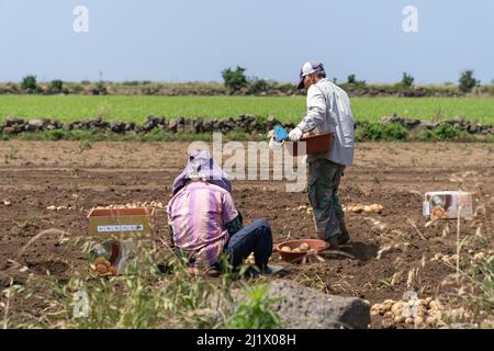 Ein älterer koreanischer Mann und eine ältere Frau, die im Juni in der Nähe des Altteureu Airfield entlang der Jeju Olle Trail Route 10 Kartoffeln ernten. Stockfoto