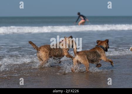 Zwei Border Terrier Hunde im Urlaub am Strand Stockfoto