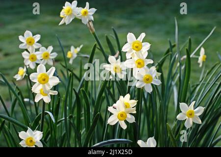 Daffodil (Narcissus) tazetta Minnow Stockfoto