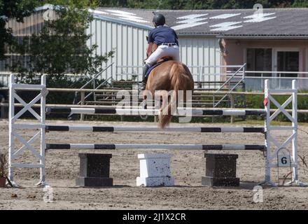 Mann und Kastanie Horse Jumping einen Zaun Stockfoto