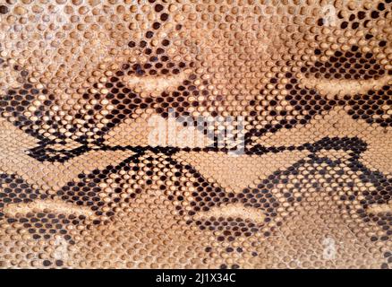 Vintage Schlangenhaut Hintergrund. Detail der Schuppen in den Farbtönen Beige, Braun und Schwarz. Stockfoto