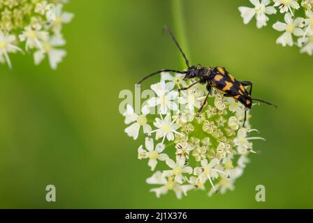 Vierbanderkäfer - Leptura quadrifasciata, kleiner schöner Käfer aus europäischen Wiesen und Weiden, Tschechien. Stockfoto