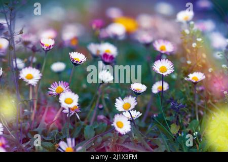 Strauß Gänseblümchen auf dem Feld mit Fantasiefarben. Platz für Kopie. Naturkonzept. Stockfoto