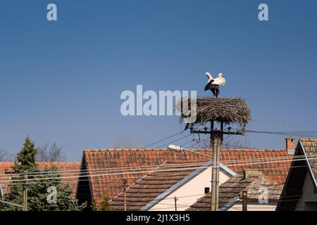 Ein Paar Weißstörche (Ciconia ciconia) auf einem Nest gegen den wolkenlosen Himmel über einer Stadt Stockfoto