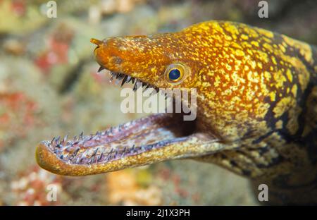 Tangmoräne (Enchelycore anatina) Porträt, Teneriffa, Kanarische Inseln. Stockfoto