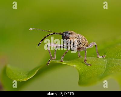 Acorn Weevil (Curculio glandium) Porträt auf einem Eichenblatt, Hertofrdshire, England, Großbritannien, April. Fokus Gestapelt Stockfoto