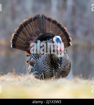 Wilder truthahn (Meleagris gallopavo) Männchen zeigt während der Frühjahrspaarung. Acadia National Park, Maine, USA. April. Stockfoto