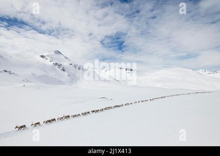 Rentierhirten bewegen eine große Herde halbdomestizierter Rentiere (Rangifer tarandus) mit Hilfe von Schneemobilen zu den Rentierkalbgebieten i Stockfoto