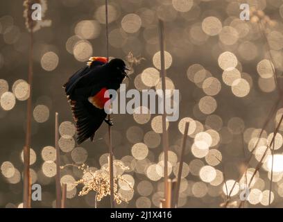 Rotflügeliger Amsel (Agelaius phoeniceus), männlich, ruft/zeigt, Ithaca, New York, USA. März 2020. Stockfoto