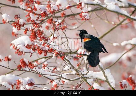 Rotflügeliger Blackbird (Agelaius phoenicus), männlicher Gesang aus schneebedecktem roten Ahorn (Acer rubrum) in Blüte, Ithaca, New York, USA. April 2020. Stockfoto