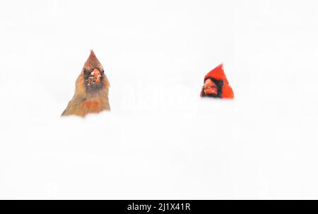 Northern Cardinals (Cardinalis cardinalis) männlich und weiblich im Schnee, aufgenommen aus tiefem Winkel, Freeville, New York, USA. April 2020. Stockfoto