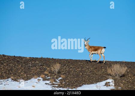 Männchen mit Ziegenblatt oder Schwarzschwanzgazelle (Gazella subgutturosa), Kalamaili National Nature Reserve, Xinjiang, China Stockfoto