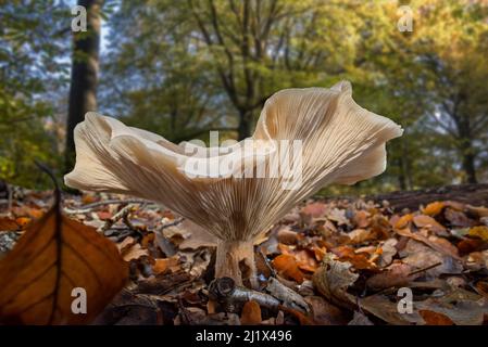 Flauschiger Milchkappenpilz (Lactifluus / Lactarius vellereus) auf dem Waldboden in Buchenwäldern im Herbst, Frankreich, November Stockfoto