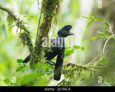 Langwattelte, umbretterte (Cephalopterus penduliger) Reservat von Buenaventura, Ecuador. Stockfoto