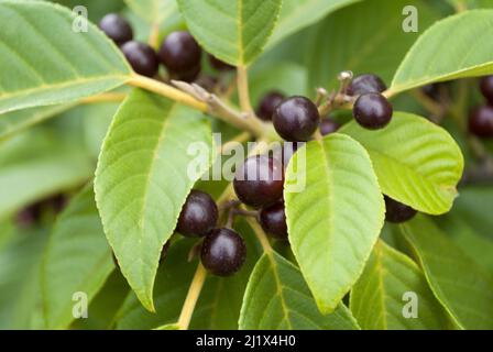 Zweige mit natürlichen Früchten, Futter für Vögel und andere Arten, Bergblätterwerk im ländlichen Guatemala Stockfoto