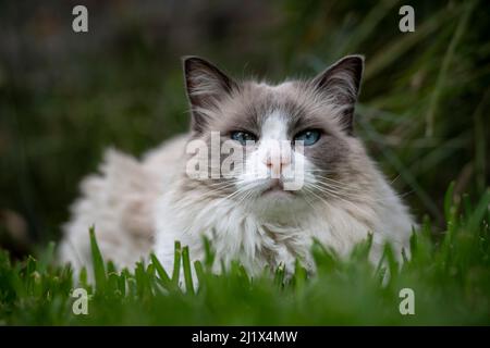 Porträt einer männlichen 12 Jahre alten Hauskatze, Ragdoll Rasse, bicolor, namens Magellan, im Gras Blick auf die Kamera. Brighton, Victoria, Australien. Stockfoto