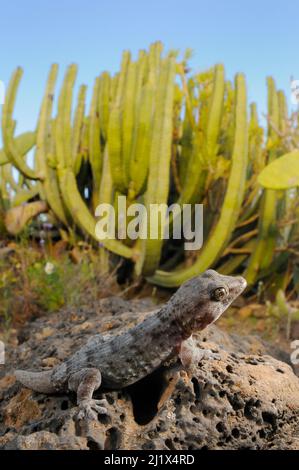 Teneriffa-Wandgecko (Tarentola delalandii) endemisch auf Teneriffa, Kanarische Inseln. Stockfoto