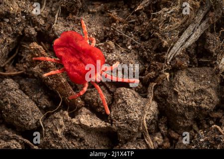 Rote Samtmilbe (Trombidium holosericeum), die über den Boden läuft und kleinere Wirbellose jagt. Peak District National Park, Derbyshire, Großbritannien. April Stockfoto