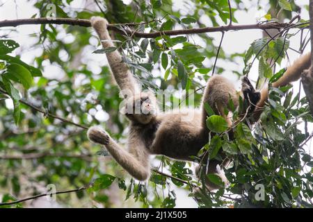 Nördlicher Muriqui-Affe (Brachyteles hypoxanthus), der in einem Baum hängt, RPPN Feliciano Miguel Abdala, Atlantischer Wald, Brasilien. Juni. Stockfoto