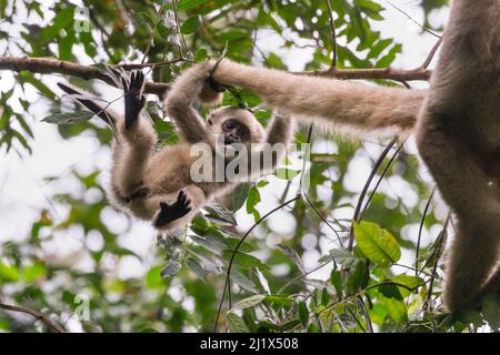 Nördlicher Muriqui-Affe (Brachyteles hypoxanthus), ein Jahr alt, im Baum, der mit dem Schwanz seiner Mutter, RPPN Feliciano Miguel Abdala, Atlan, spielt Stockfoto