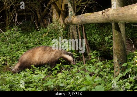 Europäischer Dachs (Meles meles) mit einem Pfad unter einem Zaun trennt einen Garten von umliegenden Wäldern und Wiesen in der Nacht, Wiltshire, Großbritannien, April. Stockfoto