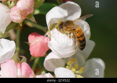 Honigbiene (APIs mellifera) Nektaring auf einem Krabbenapfel (Malus sylvestnis) Blume in einem Garten, Wiltshire, Großbritannien, April. Stockfoto