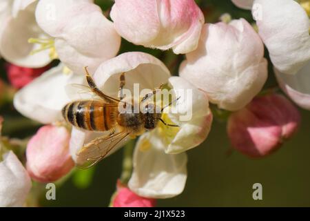 Honigbiene (APIs mellifera) Nektaring auf einem Krabbenapfel (Malus sylvestnis) Blume in einem Garten, Wiltshire, Großbritannien, April. Stockfoto