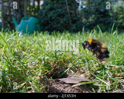 Die Hummelkönigin (Bombus terrestris) landet auf ihrem Nestbau auf einem Gartenrasen mit geladenen Pollenbeuteln, um ihnen Maden zu bieten, die sie auch werden Stockfoto