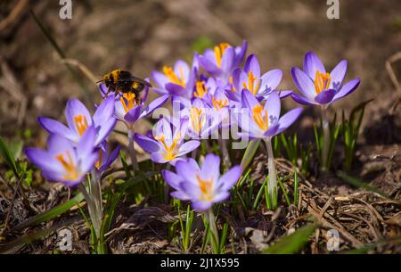 Eine Hummel sammelt Pollen in einer blühenden Frühlingskrokusblüte Stockfoto