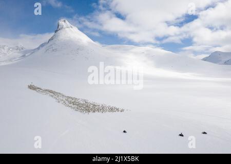 Rentierhirten bewegen eine große Herde halbdomestizierter Rentiere (Rangifer tarandus) mit Hilfe von Schneemobilen zu den Rentierkalbplätzen in Stockfoto