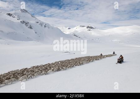 Rentierhirten bewegen auf Schneemobilen eine große Herde halbdomestizierter Rentiere (Rangifer tarandus) zu den Kalbgebieten der Rentiere in den Jotunhei Stockfoto