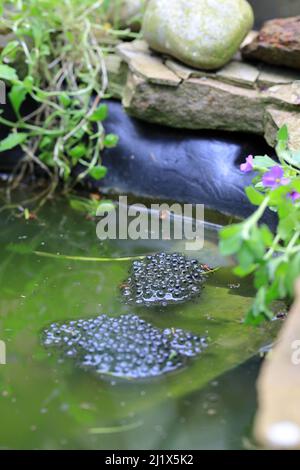 Eine Sammlung von Frosch laichen sitzen auf dem Wasser in einem kleinen Gartenteich Stockfoto