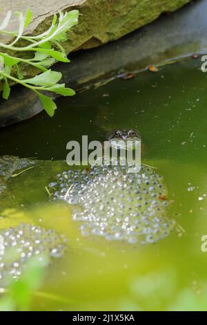 Ein gewöhnlicher Frosch mit einer Sammlung von Froschlaichen sitzt auf dem flachen Wasser in einem kleinen Gartenteich Stockfoto