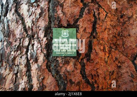 Ponderosa Pine (Pinus ponderosa) Wildlife Tree sign, Metolius Wild and Scenic River, Deschutes National Forest, Oregon Stockfoto