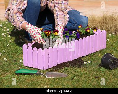 Frau mit Handschuhen Pflanzen bunte Stiefmütterchen in rosa Blumenbox, Gartenarbeit im Frühjahr Nahaufnahme Stockfoto