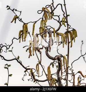 Korkenzieher Hazel, Corylus avellana Contorta , winkliger und knarriger Haselbaum, der Kätzchen in der Frühlingssonne produziert (März 28. 2022). Stockfoto