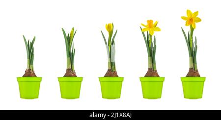 Wachstumsphasen eines gelben Narzisses von der Blumenzwiebel bis zur blühenden Blume isoliert auf weißem Hintergrund Stockfoto
