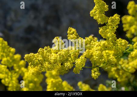 Lady's Bettstroh Galium verum wächst auf dem Great Ormes Kopf in Nordwales Stockfoto