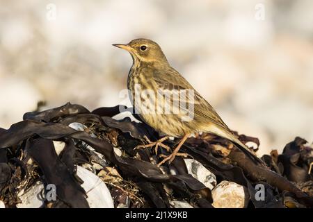 Rock Pipit an einem mit Algen bedeckten Strand Stockfoto