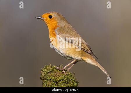 Robin auf einem moosigen Barsch Stockfoto