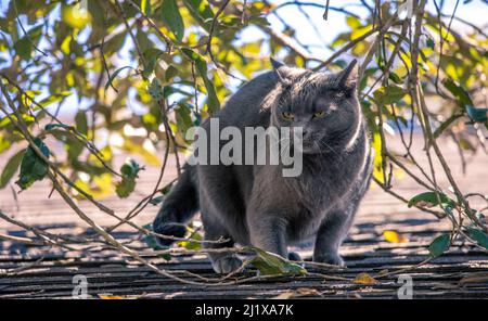 Wütende russische graue Katze auf dem Dach mit stechenden Augen. Das Fell bleibt gerade stehen, aufgeblasen und bogenförmig auf dem Rücken, um größer zu erscheinen, was darauf hindeutet Stockfoto