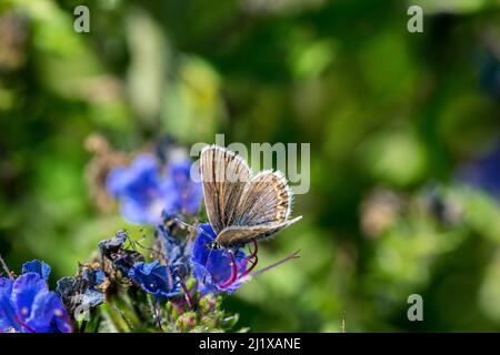 Gewöhnlicher blauer weiblicher Schmetterling, der sich von Viper's bugloss Echium vulgare ernährt, der auf den Great Ormes wächst, Kopf in Nord-Wales, Großbritannien Stockfoto