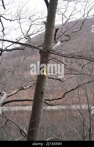 Eine vertikale Aufnahme einer Bananenschale, die an einem Baum hängt Stockfoto