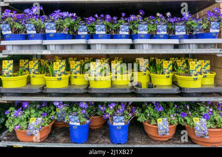 Blaue und gelbe Anemone blanda 'Blue Shades' und Narcissus 'Tête-à-tête' Zwergnarzissen zum Verkauf. Stockfoto