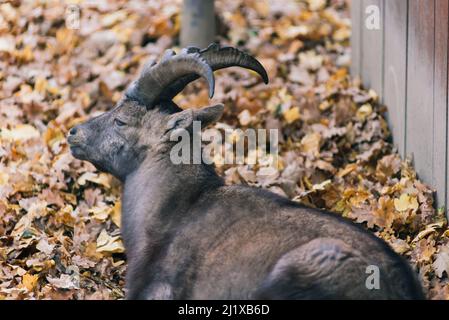 Der Mähne-Widder frisst Heu, Tier im Zoo, große abgerundete Hörner des Widders. Stockfoto